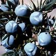Juniper Berries