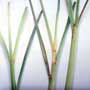 Lemon Grass